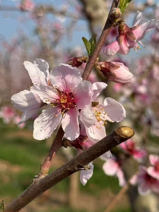 【新增桃木挂坠】【奕虹合作的山东秋桃基地的老桃木制作真桃木配饰系列-12年老桃木制作】满满寓意 一个集实用性、艺术性与深厚精神内涵于一身的吉祥符号 商品图12