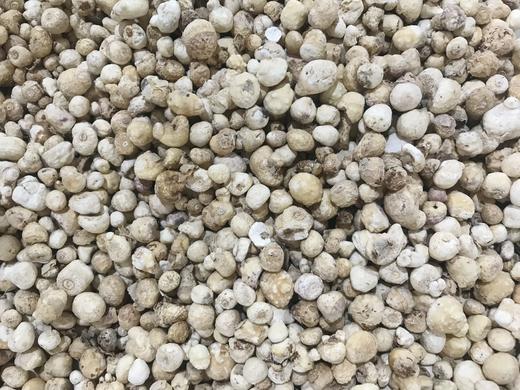 0.8-1.2生半夏个  （5年陈）   陈半夏  旱半夏250克  500克   1公斤 商品图0