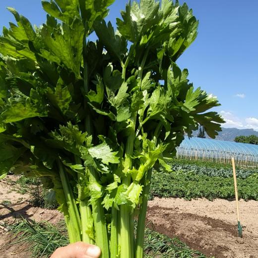 生态西芹 | 合作生产*Eco- celery | Partner Production 商品图2