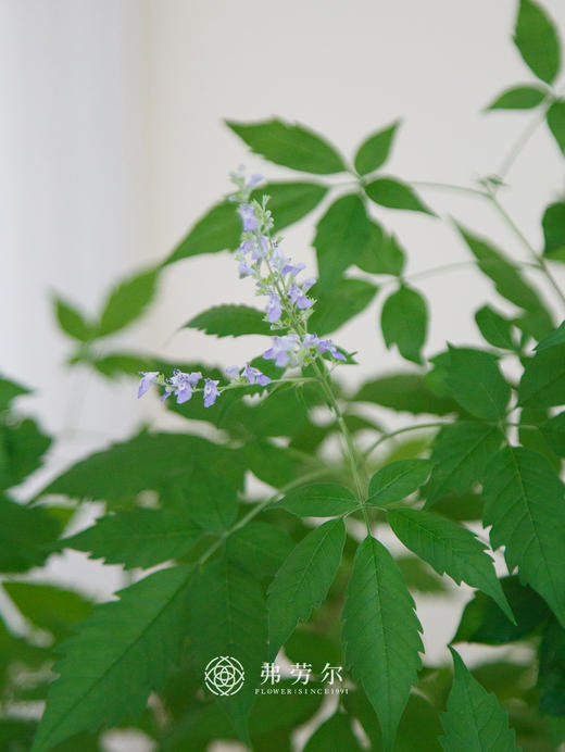 怪头黄荆 商品图1