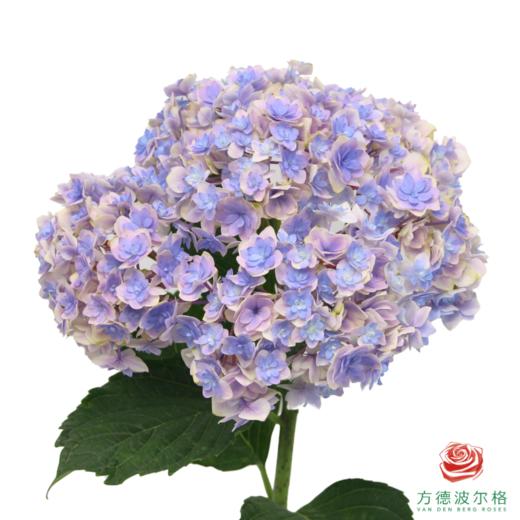 市场绣球 夏洛特公主 1枝 商品图1