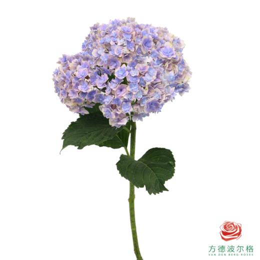 市场绣球 夏洛特公主 1枝 商品图0