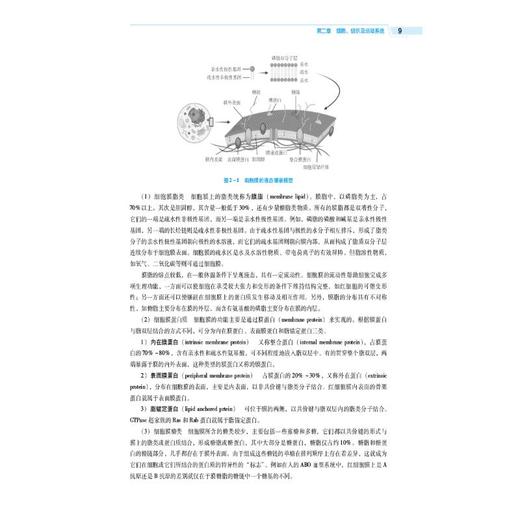 人体解剖生理学（第4版）（全国高等医药院校药学类专业第六轮规划教材） 商品图2