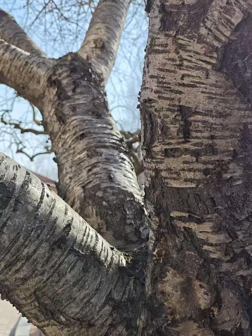 真桃木手串，奕虹合作的山东秋桃基地的老桃木制作，最早的一批桃树进入了老树期 老树基本不会长桃子 伐掉之后的老桃树制作的桃木手串带自然木纹 美观大方 顺丰发货 商品图9