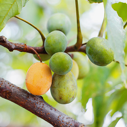 【野生酸枣糕】果味浓郁 酸甜可口无脂肪 爽口酸甜 Q弹细腻 纯粹自然生长 无添加剂色素AA 商品图4