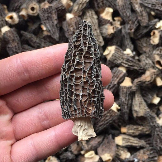 【精选干货羊肚菌】野味香肉厚精选货菇菌自然农家新鲜晒干货炖汤品菇菌类 商品图7