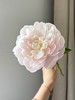 新西兰进口芍药花Roosevelt 罗斯福1支 商品缩略图2