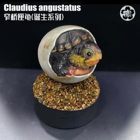 萌造社 窄桥匣龟 模型手办【萌宠诞生系列（第①弹）】窄桥蛋龟 写实树脂潮玩摆件★官方正版【48小时发货】