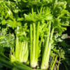 生态西芹 | 合作生产*Eco- celery | Partner Production 商品缩略图0