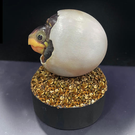 萌造社 窄桥匣龟 模型手办【萌宠诞生系列（第①弹）】窄桥蛋龟 写实树脂潮玩摆件★官方正版【48小时发货】 商品图1