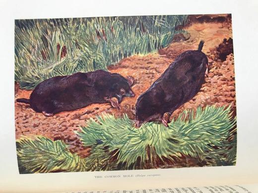 1903年 英国哺乳动物图鉴 16幅彩色66幅黑白插图 漆布精装16开 商品图10