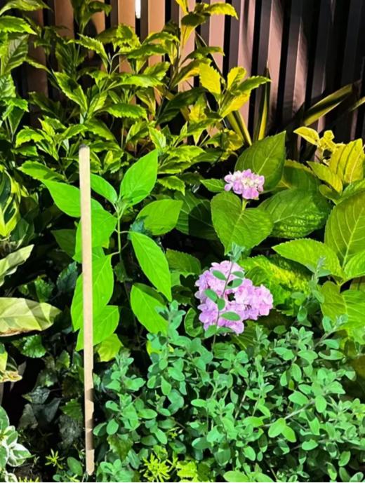 🌟【兰序艾草棒棒香】夏季户外驱蚊必备神器🔥植物艾草，让蚊虫🦟无处可逃❗️❗️无毒无害无激素，母婴可用❗️❗️五分钟见效，给你户外长效持久的防护 商品图7