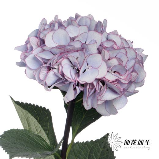 绣球 | 英茂暮光 商品图2