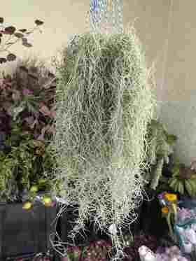 老人须空气草一扎