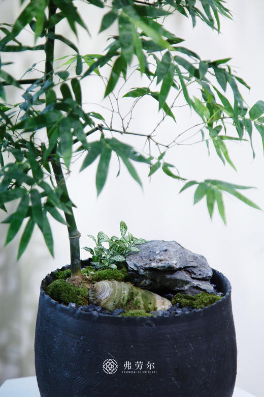 小叶簕竹（宝塔） 商品图1