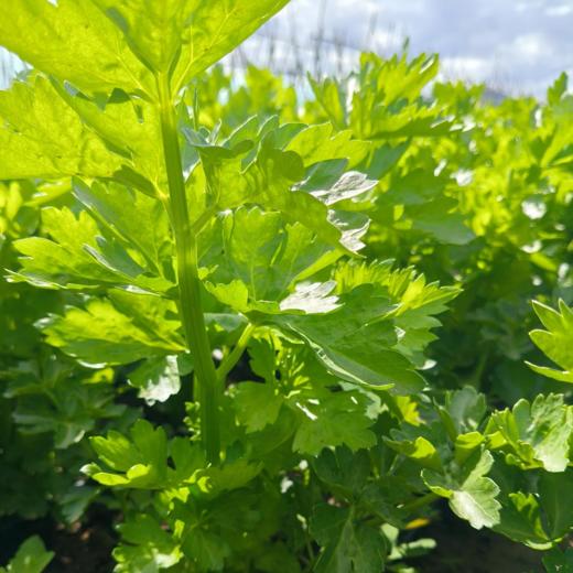 生态西芹 | 合作生产*Eco- celery | Partner Production 商品图1