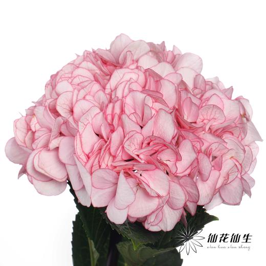 绣球 | 英茂暮光 商品图4