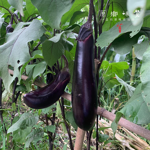生态茄子（农场直发-顺丰包邮）| 3斤装，来自成都郫都【原乡农场，自产自销】 商品图3