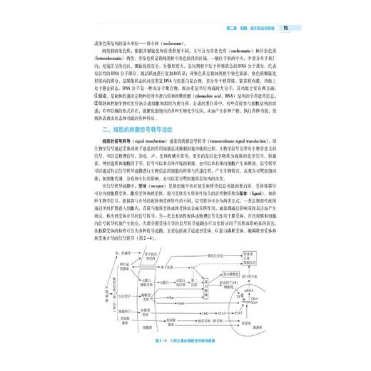 人体解剖生理学（第4版）（全国高等医药院校药学类专业第六轮规划教材） 商品图1