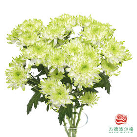 VDB多头小菊-淡绿天赞 5枝一扎