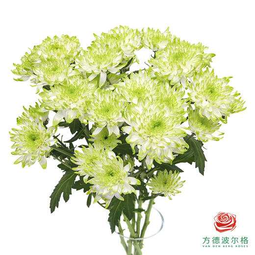 VDB多头小菊-淡绿天赞 5枝一扎 商品图0