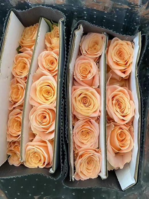 精品国产玫瑰微光10支 商品图2