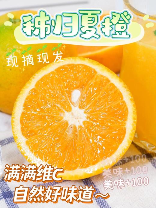 秭归脐橙夏橙5斤中果 商品图5