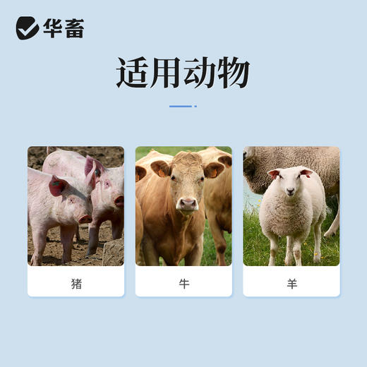 华畜硫酸卡那霉素注射液5支 治疗败血症 呼吸道药 商品图3