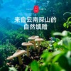 云南香菇 商品缩略图1