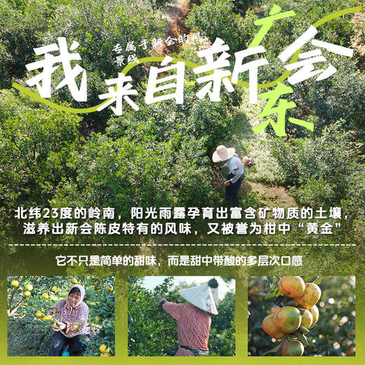 酸梅柑柑饮#3年陈化新会陈皮，柑香浓郁入口清甜回甘，精选9味食材，0添加防腐色素香精，1颗=2.5L天然酸梅饮 商品图5