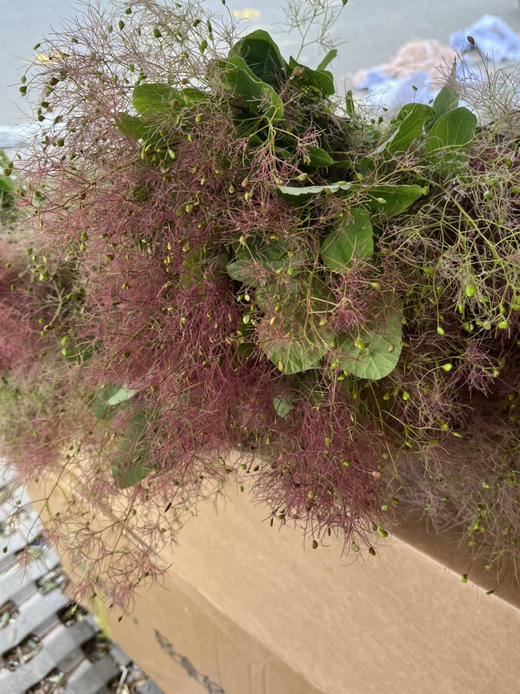 国产花材-【雾中情人】 商品图1