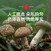 云南香菇 商品缩略图2