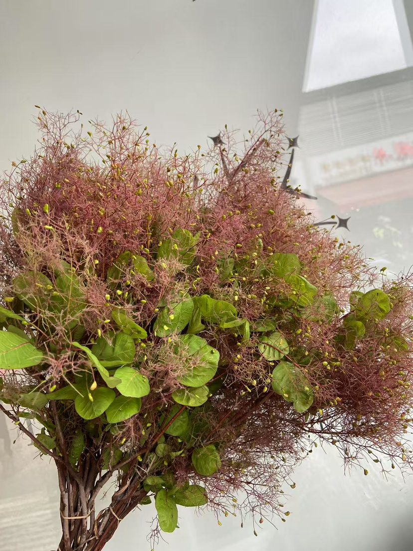 国产花材-【雾中情人】