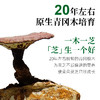 ⁵近效清仓299元10盒【紫灵芝饮】原129元 配料只有水+紫灵芝 高原深山林下种植  效期26年11月 30ml*7袋/盒 YY05-QTT-GZHH 商品缩略图4