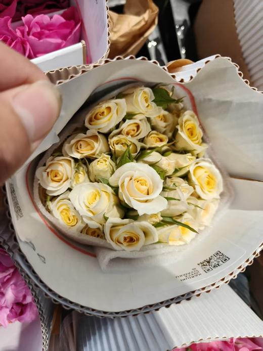 肯尼亚进口多头玫瑰花cream majolika奶油玛卡12支 商品图0