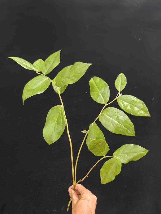 荷兰进口沙巴叶一扎 商品图1