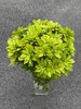 高端荷兰进口花材墨西哥橘叶5支 商品缩略图2