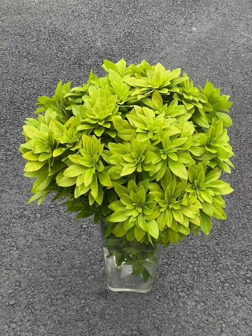 高端荷兰进口花材墨西哥橘叶5支 商品图2