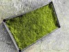 苔藓30X50CM1盒 商品缩略图3