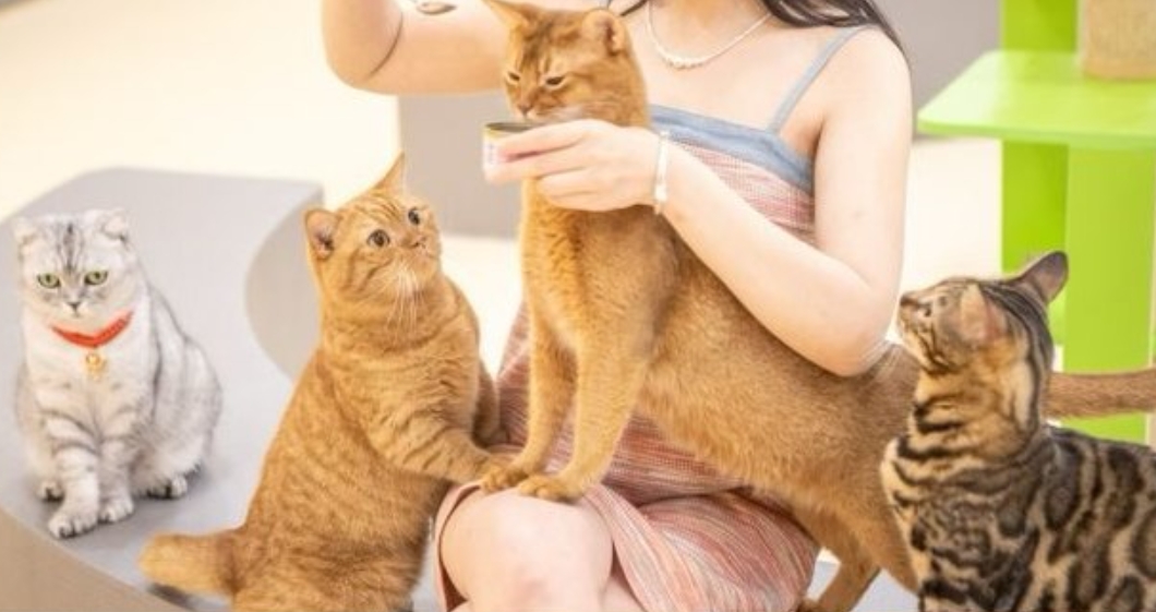 即买即用【银泰城-漫卡萌猫咪博物馆】39.9元/1大1小，超600+㎡，超治愈的撸猫时刻！