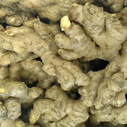 生态小黄姜 | 姜味实足 | 合作生产 * Ecological small yellow ginger 商品图2