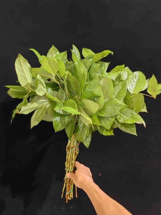 荷兰进口沙巴叶一扎 商品图4