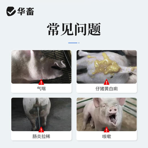 华畜 穿心莲注射液10ml*10支 清热解毒 肠炎肺炎 仔猪白痢 马牛羊猪用 商品图1