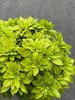 高端荷兰进口花材墨西哥橘叶5支 商品缩略图3