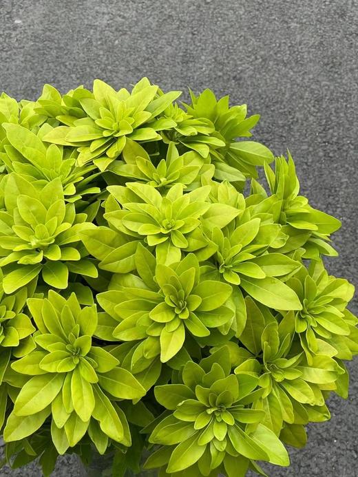 高端荷兰进口花材墨西哥橘叶5支 商品图3