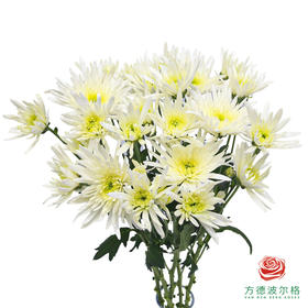 VDB多头小菊-冰岛 5枝一扎