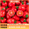 【专享】斜源爆汁小番茄1kg礼篮装自然生长无催熟无激素甜蜜可口 商品缩略图1