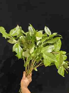 荷兰进口沙巴叶一扎