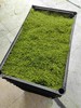 苔藓30X50CM1盒 商品缩略图0