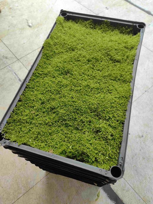 苔藓30X50CM1盒 商品图0